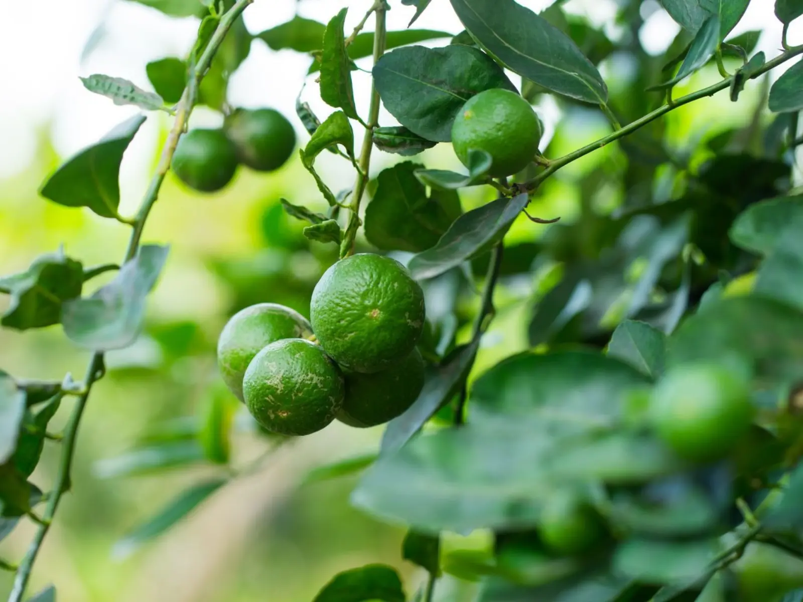 High-quality citrus fruits is the foundation of premium juice production